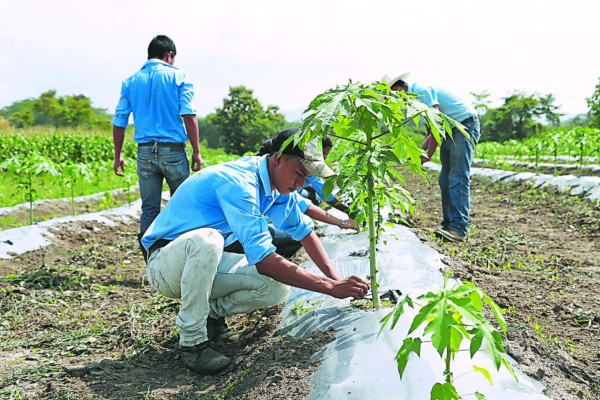 Escuela Pompilio Ortega, ejemplo del agro hondureño