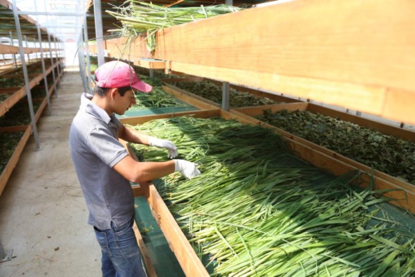 Cafetaleros de occidente exportarán variedades de té