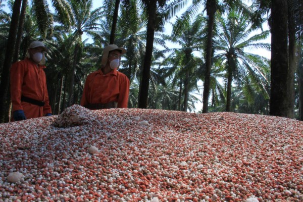 Volumen compensará caída en precios mundiales de la palma