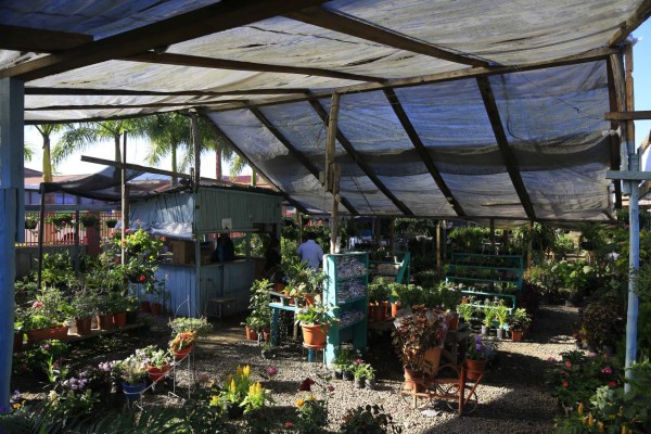 La floricultura emplea a más de 10,000 hondureños