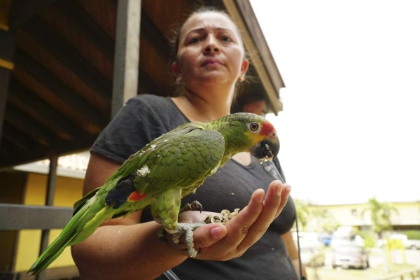 El ICF deroga el cobro para el registro de aves silvestres en Honduras