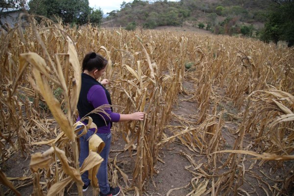 Se agotan las reservas de granos en Corredor Seco