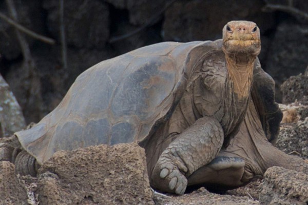 Emblemática tortuga gigante 'Solitario George' vuelve a las Islas Galápagos
