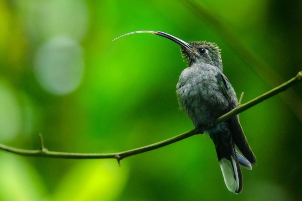 Parque Nacional Cusuco, poseedor de inimaginable belleza natural