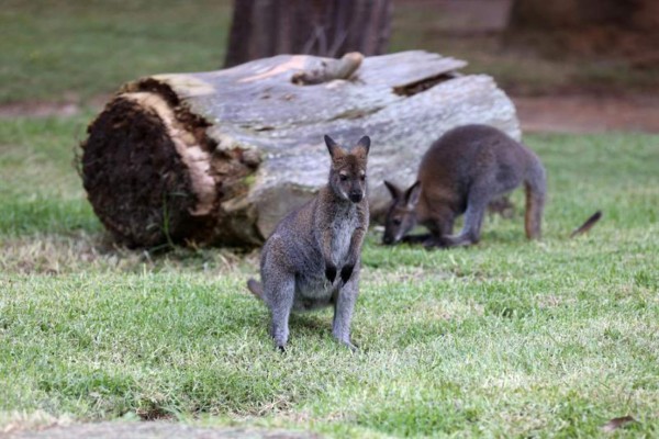 Cuatro ualabís de cuello rojo, nueva familia en el zoológico de Guatemala&nbsp;&nbsp;