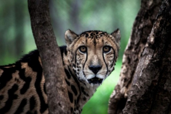 La sexta extinción masiva ya inició y temen una 'aniquilación biológica'