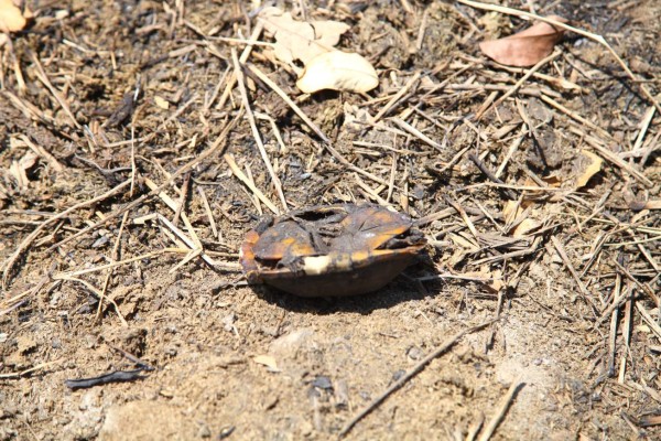 Desastre ecológico: fuego y tala consumen parte de Punta Izopo