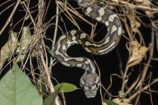 Hombre es sorprendido cuando le sale del sanitario una enorme pitón