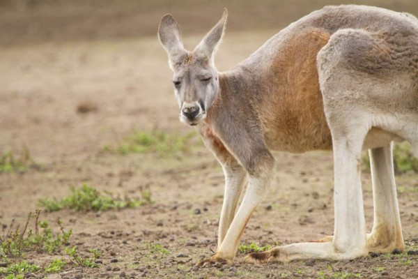 El canguro que pelea contra sí mismo