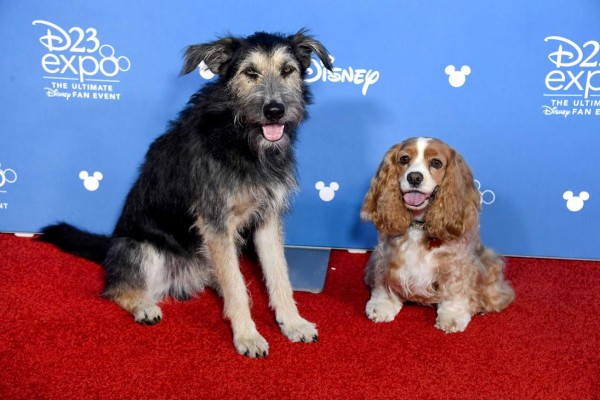 Disney halla en una perrera a su Vagabundo de la cinta 'Lady and the Tramp'