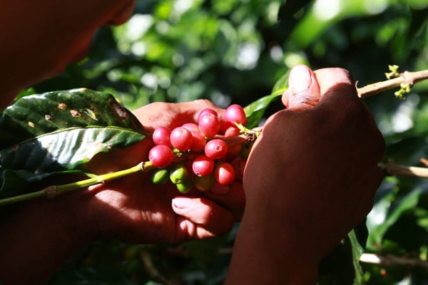 Hondureños viajan a EUA a conocer ley que limitaría exportación