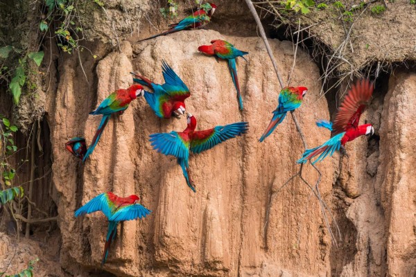 macaws in clay lick in the peruvian amazon jungle at Madre de Dios