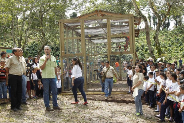 Algarabía en Copán tras liberación de 12 guaras rojas
