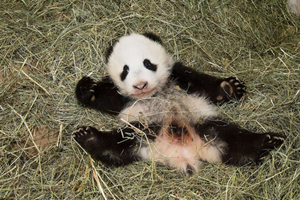 Fu Bao, el panda bebé de Viena