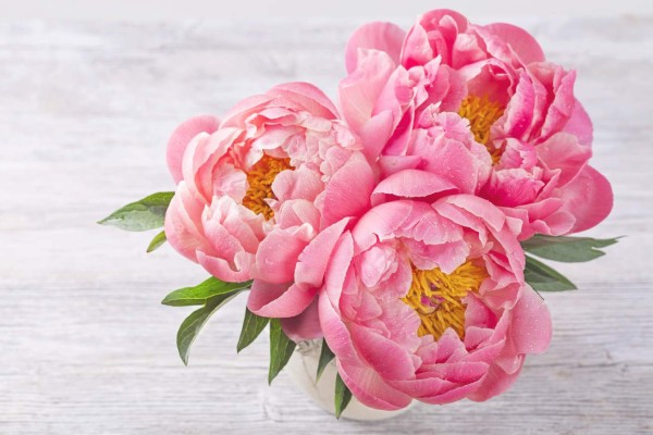 Mexicanos comprueban potencial anticancerígeno de la rosa de Castilla