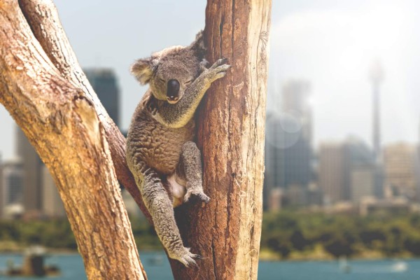El gran paraíso de canguros y koalas