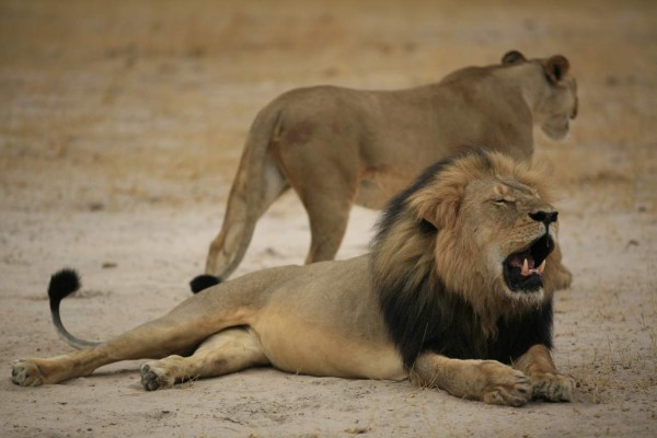 Zimbabue desmiente la muerte del león Jericho, compañero de Cecil