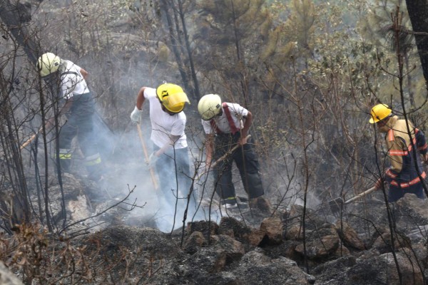 Conservación ambiental, seis videos que dan en qué pensar