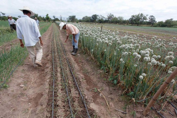 Israel reafirma a Honduras su apoyo para proyectos de riego