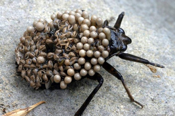 Los insectos más extraños del mundo&nbsp;&nbsp;