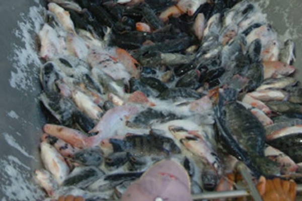 Tilapia dejaría $70 millones en ingresos en Honduras