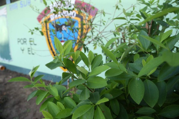 Casi la mitad de los bolivianos mascan hoja de coca, según una encuesta