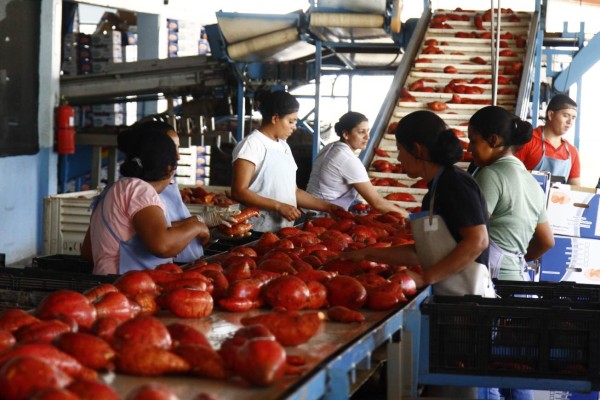 Crece en 800 hectáreas cultivo de camote para exportación