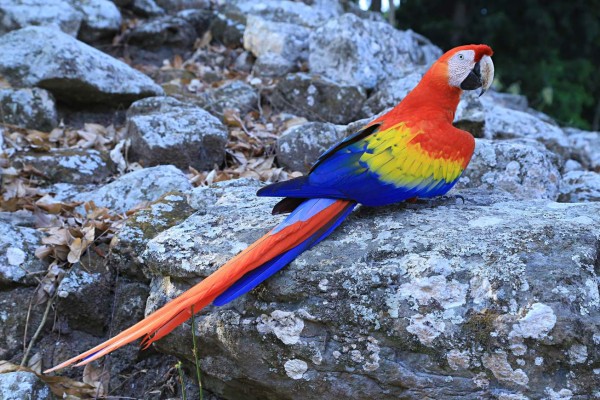 Honduras: Copán será el valle sagrado de la guara roja