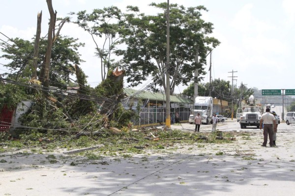 Caída de 53 árboles causa estragos en San Pedro Sula