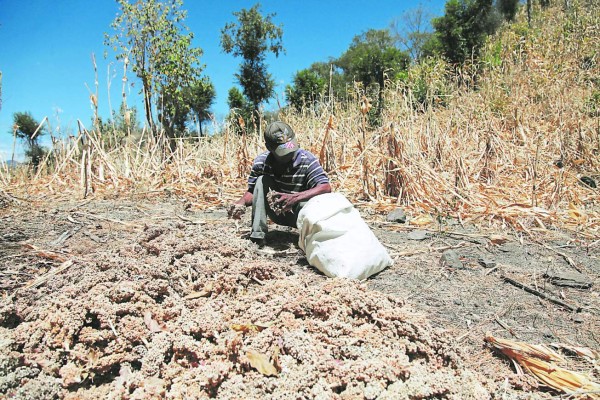 Afectados por El Niño necesitarán alimentos