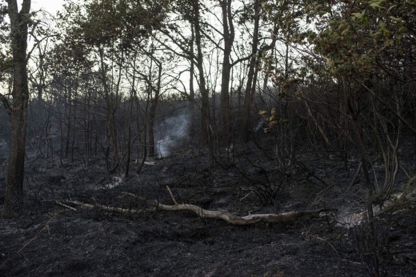 Honduras: incendios consumen más de 16,600 hectáreas