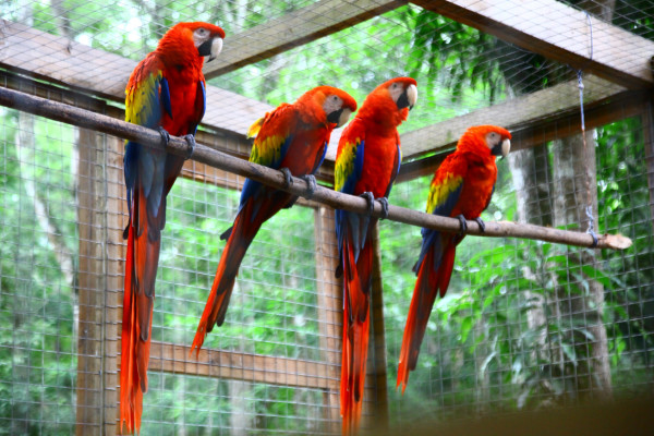 La guara roja vuela para resurgir en copán