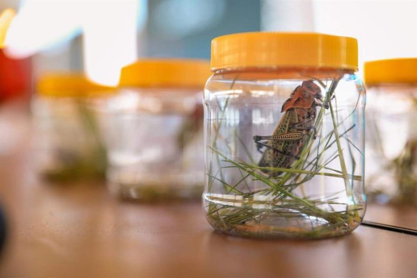 El Salvador ataca brotes de plaga de langostas para evitar daños en cultivos  