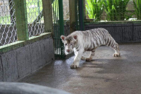 Donarán dos tigres al zoológico Joya Grande