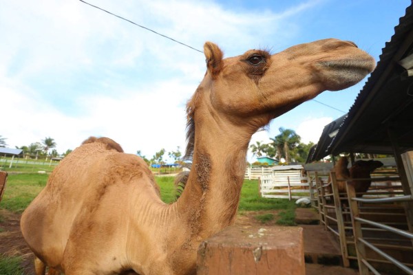 Zoo Joya Grande, una muestra de África en Santa Cruz