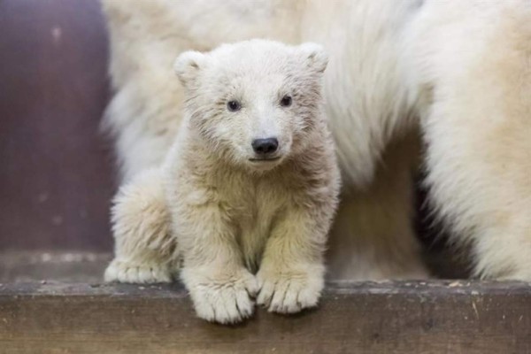 Muere Fritz, el osezno polar nacido hace cuatro meses en un zoo de Berlín