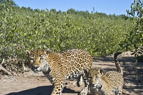 México es líder en estrategias de conservación del jaguar en Latinoamérica