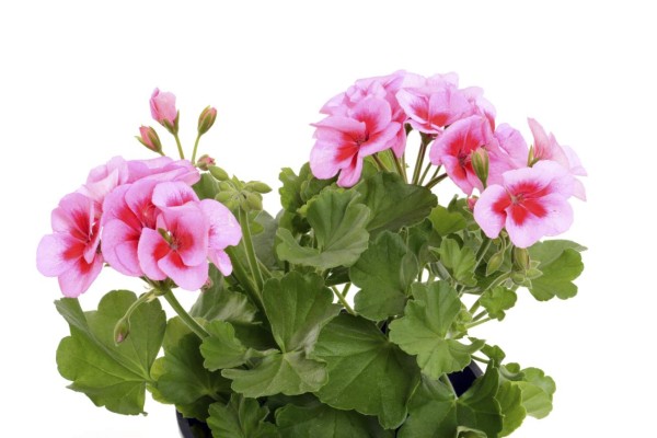 Los geranios le dan vida a su jardín