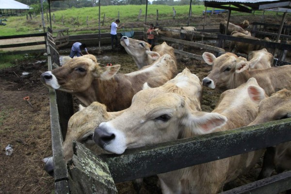 Ocho procesadoras de carne hondureñas han cerrado