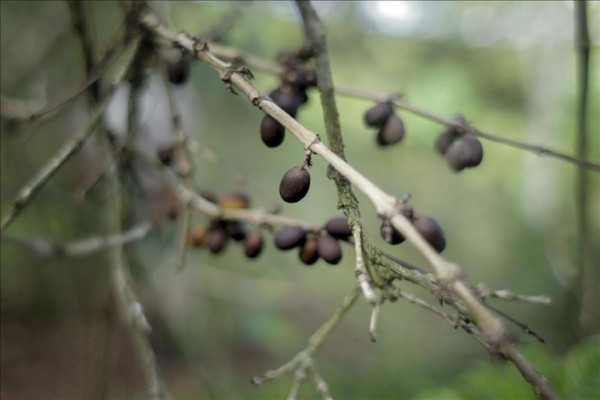 La roya ha afectado el 49 por ciento de los cafetales de Centroamérica
