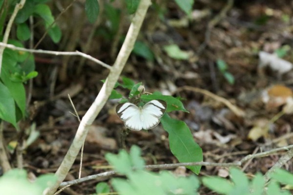 Pimienta, llena de historia y belleza natural