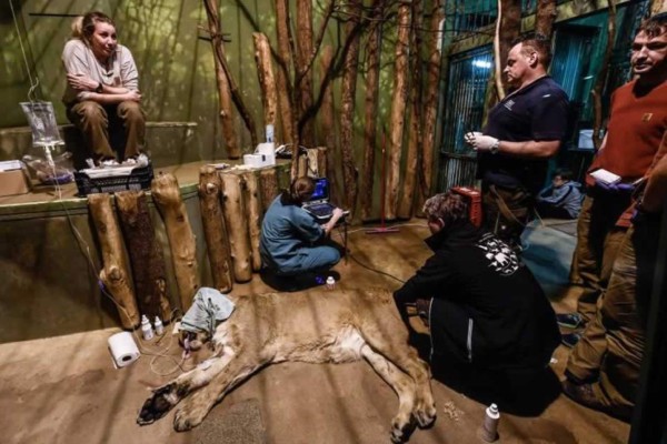 Un equipo de veterinarios practica una inédita inseminación artificial en la leona asiática Ginni, de seis años de edad, en el zoológico de Praga, República Checa, este 3 de enero. EFE