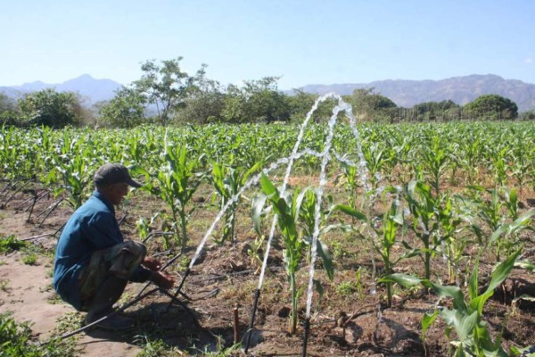 Lanzan convocatoria para presentación de proyectos de desarrollo agrícola