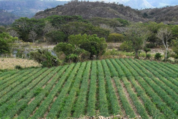 View of sugar cane crops on the banks of the Lempa river in Sinuapa 410 kilometres west of Tegucigalpa on February 04, 2017. Environmental institutions and municipalities from Guatemala, Honduras and El Salvador join efforts to reduce the pollution of the Lempa river, scourged by deforestation, pollution and global warming. / AFP PHOTO / Marvin RECINOS / TO GO WITH AFP STORY BY CARLOS MARIO MARQUEZ