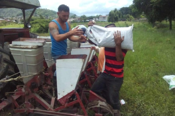 Reclusos siembran maíz y otros granos en el penal de El Paraíso