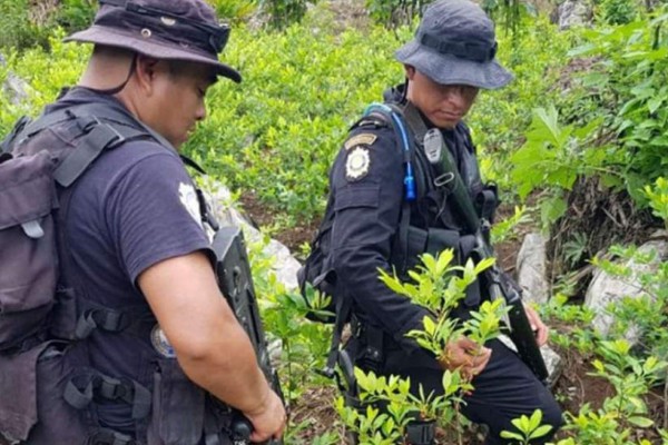 Encuentran y destruyen la primera plantación de coca en Guatemala