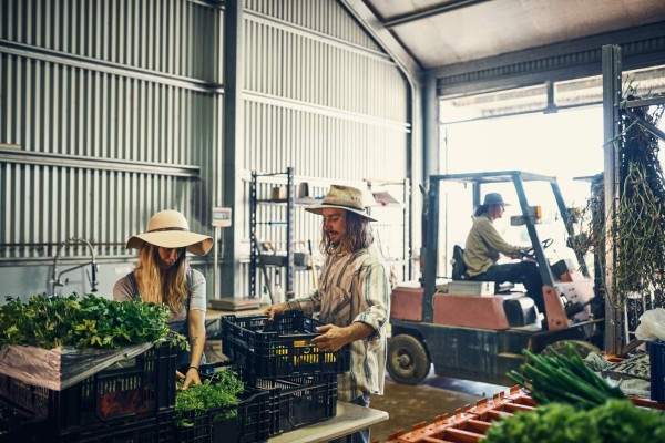 Shot of a group of farmers packing freshly harvested herbs in their warehouse
