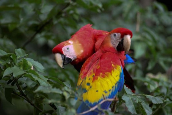 Primera liberación de guacamaya roja hondureña fuera del parque maya de Copán
