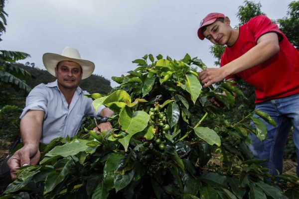 Aprueban L40 millones para renovación de fincas de café especial