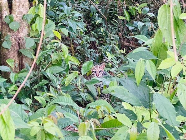 La reserva del Río Plátano es uno de los últimos bastiones del jaguar en Centroamérica.